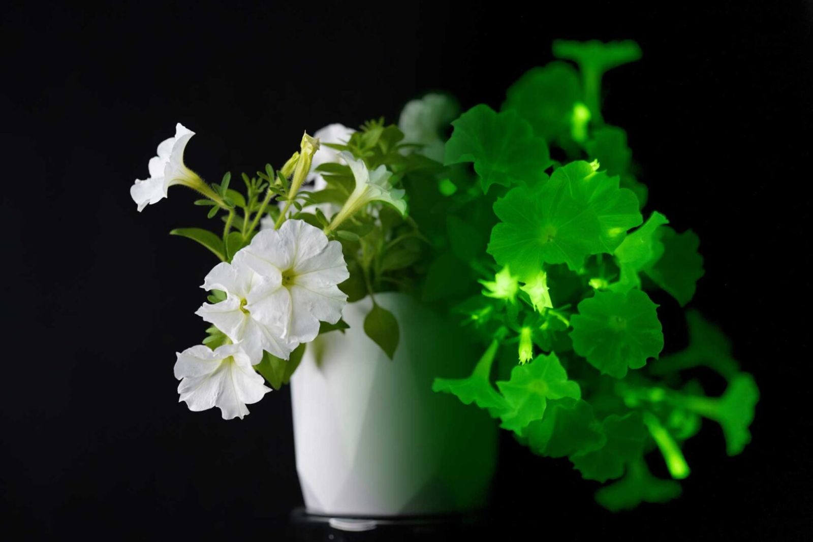 Bioluminescent Firefly petunia