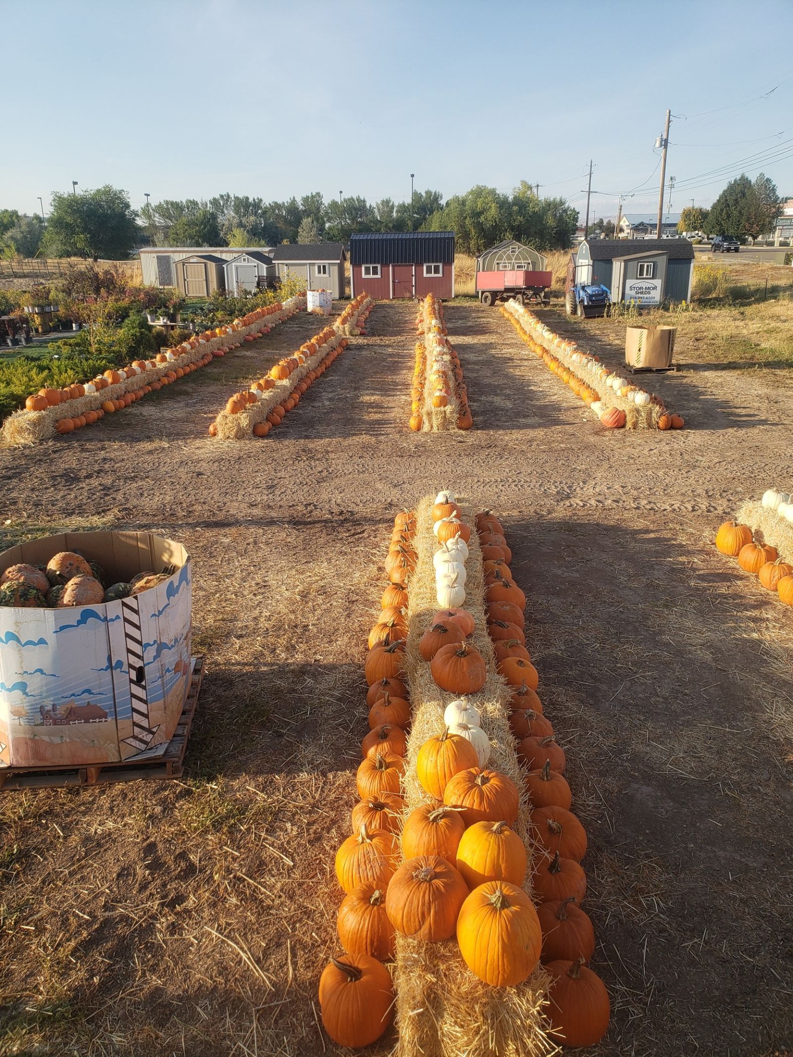 Jordan's pumpkin patch pumpkins