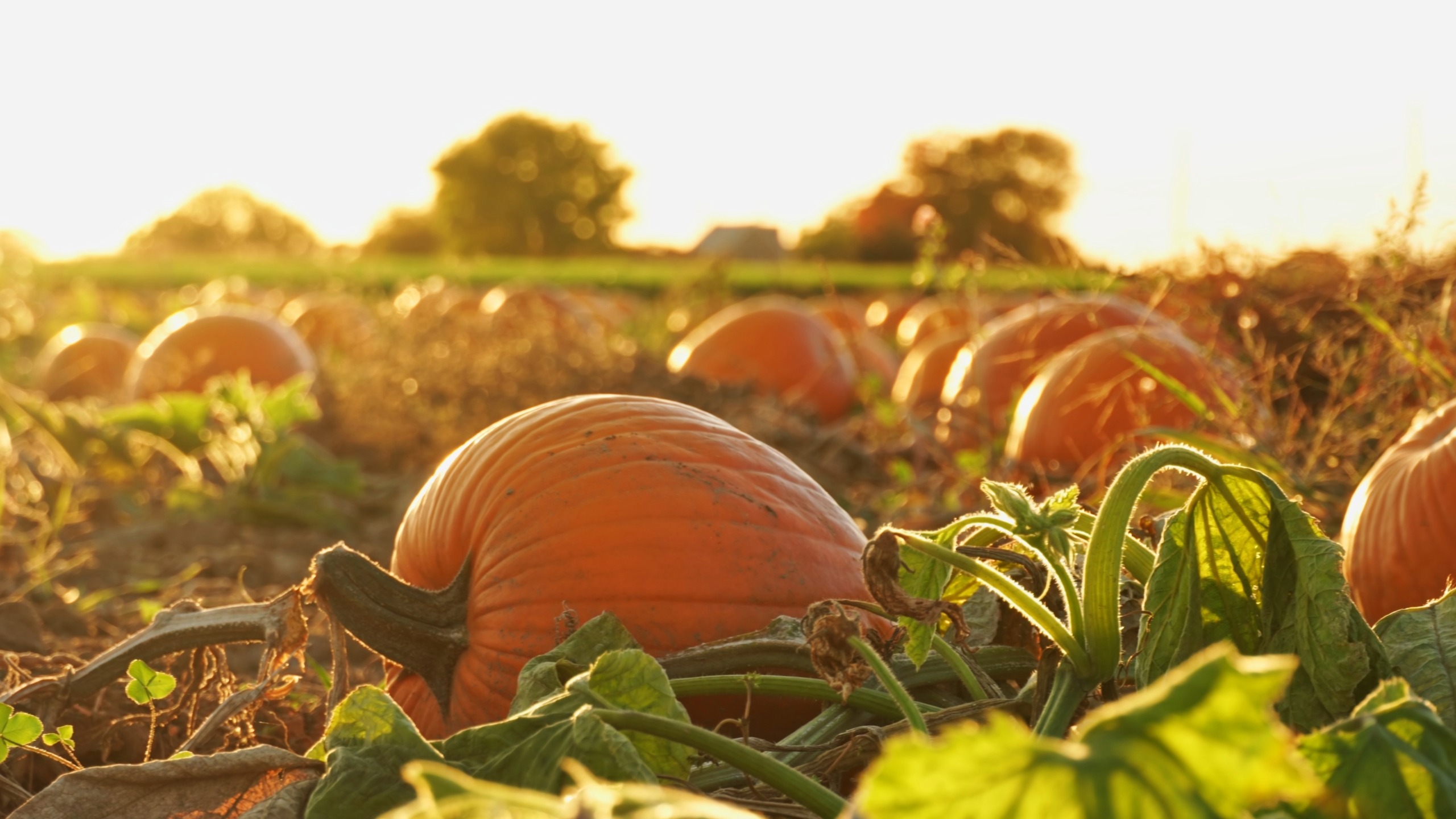 Mini Pumpkins