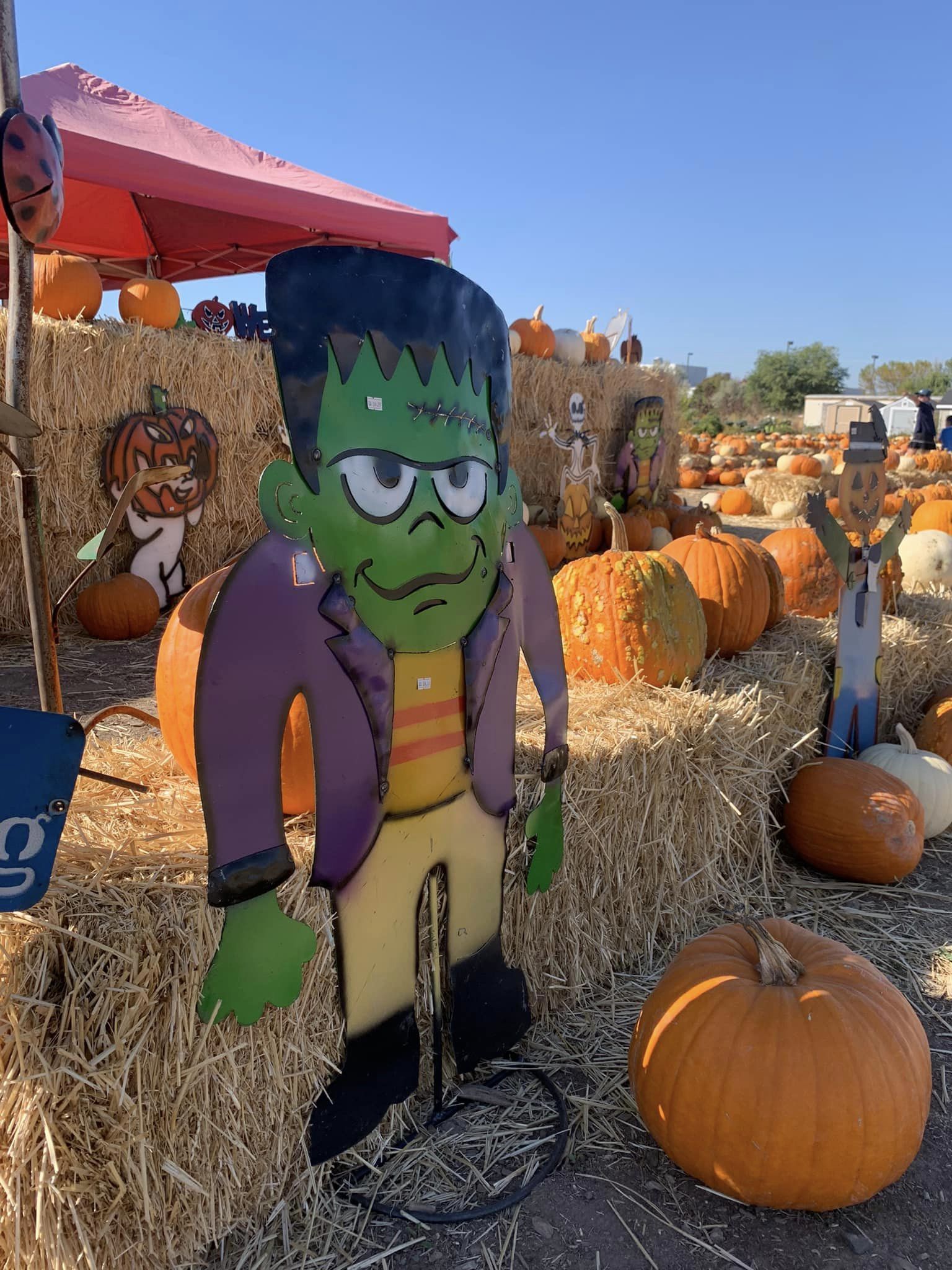 Jordan's pumpkin patch pumpkins