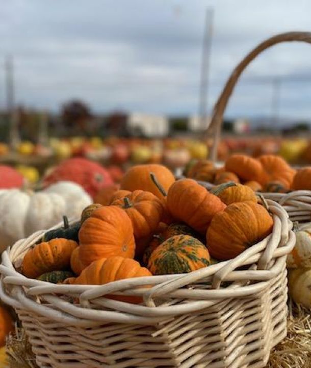 Mini Pumpkins